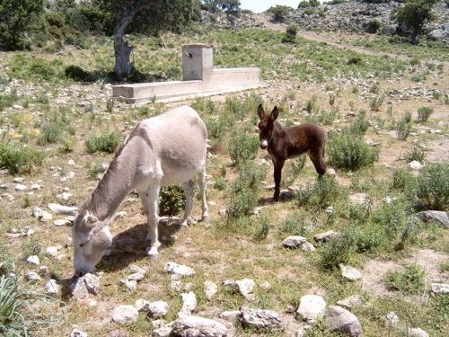 2006-Sardegna-66