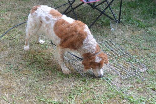 2017-Dordogne-Thiviers-52