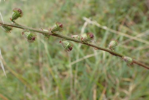 Plantes-du-Vercors-10