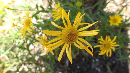 Plantes-du-Vercors-12