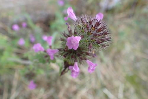 Plantes-du-Vercors-2