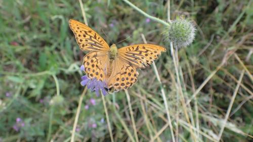 Plantes-du-Vercors-3