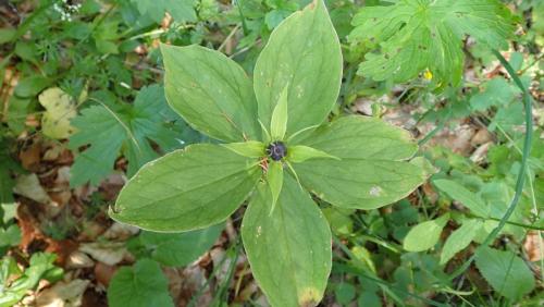 Plantes-du-Vercors-4