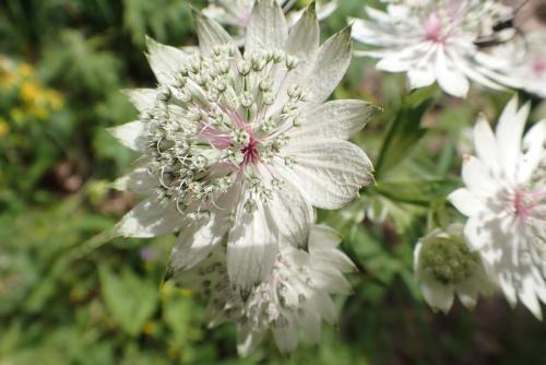 Plantes-du-Vercors-6