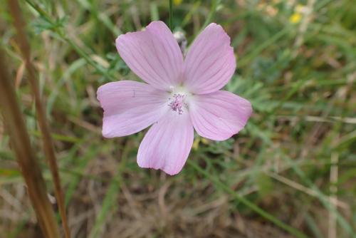 Plantes-du-Vercors-7