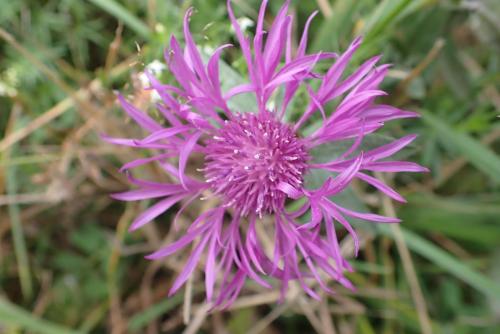 Plantes-du-Vercors-8