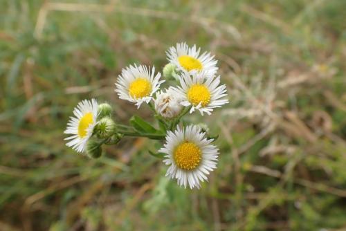 Plantes-du-Vercors-9